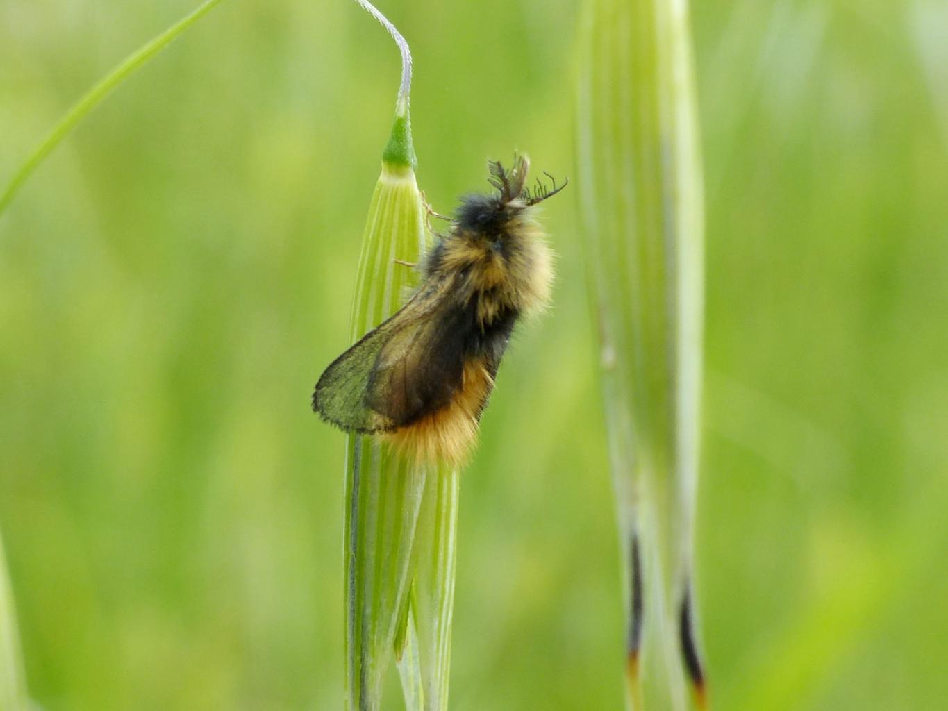 Phalacropterix apiformis